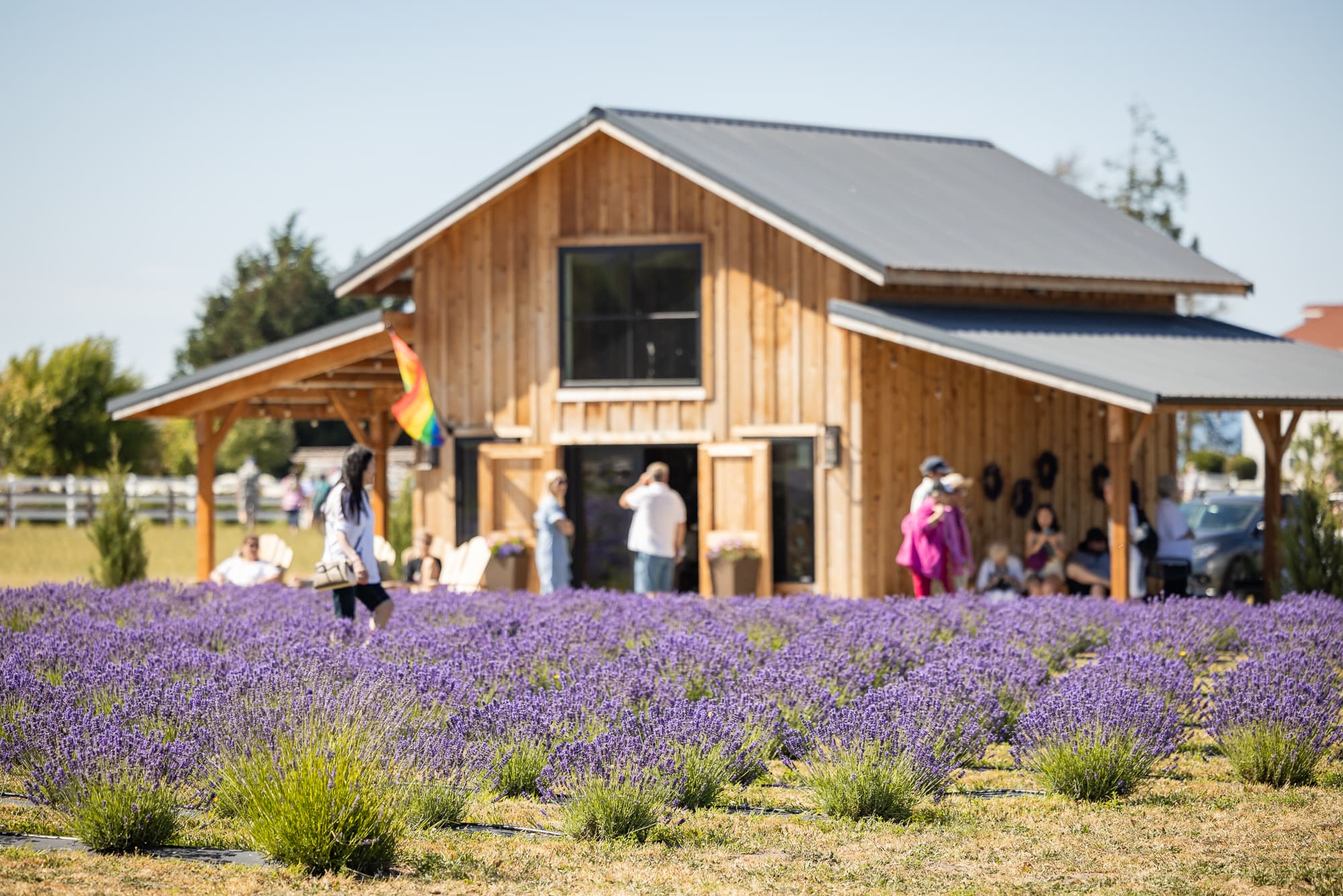Olympic Bluffs Cidery and lavender farm