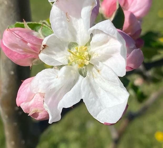 THE ORCHARD